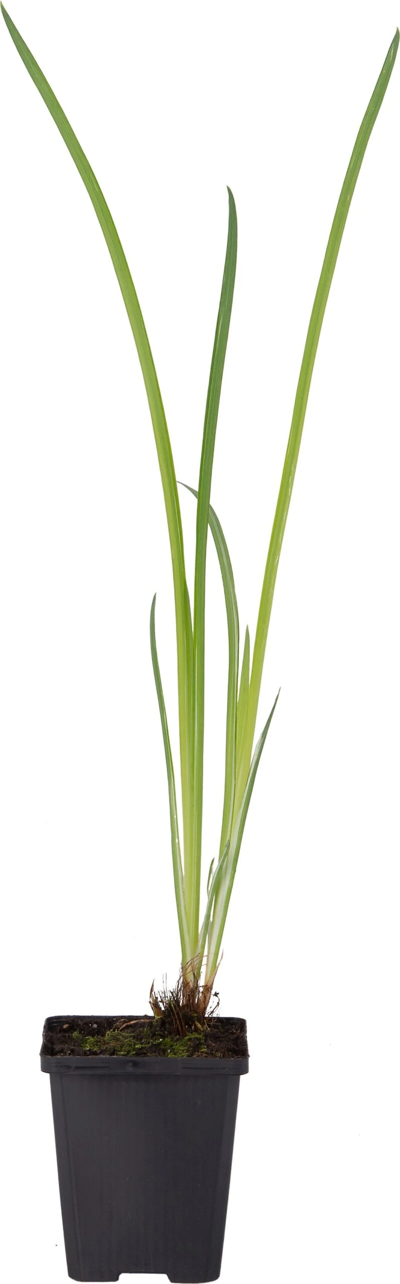 Water Iris (Iris Kaempferi 'Variegata') D 9 H 20 Cm 1 Water Iris (Iris Kaempferi 'Variegata') D 9 H 20 Cm