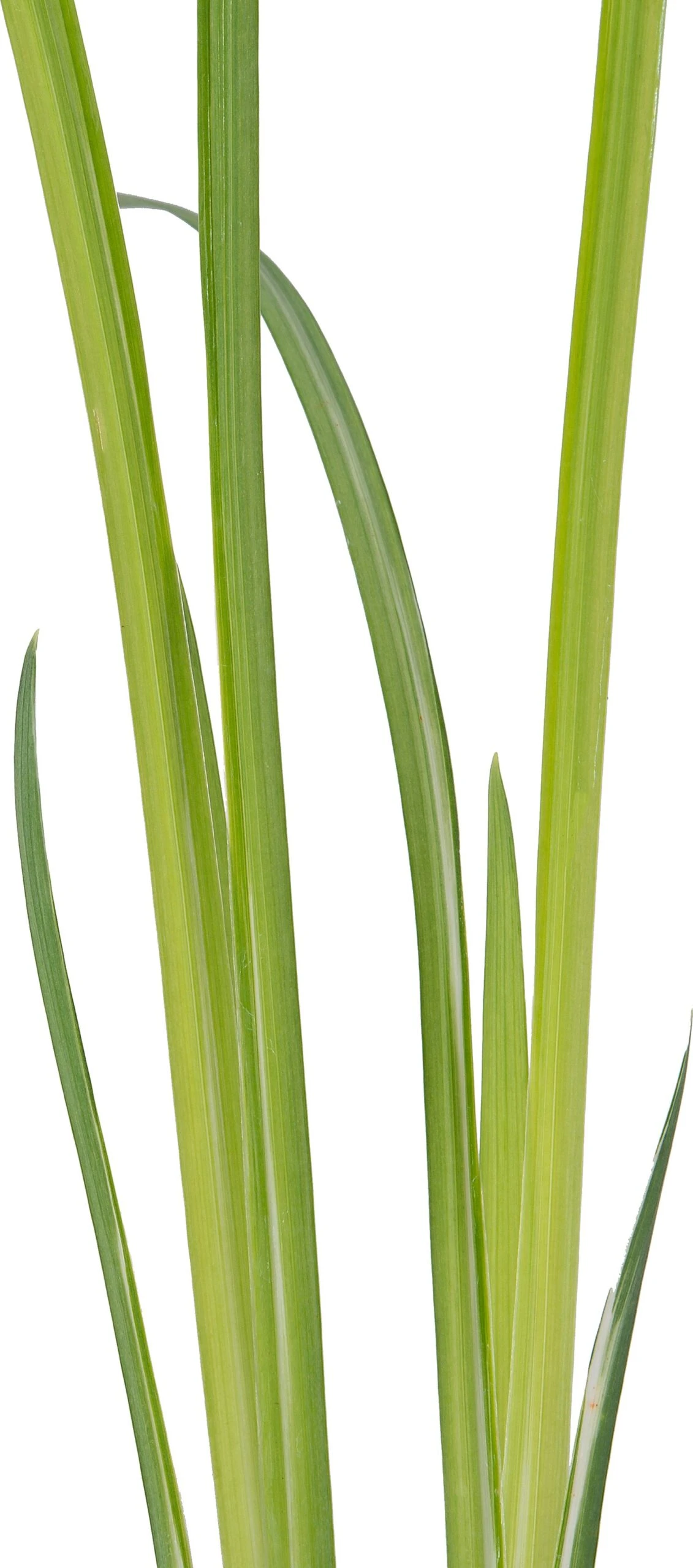 Water Iris (Iris Kaempferi 'Variegata') D 9 H 20 Cm 2 Water Iris (Iris Kaempferi 'Variegata') D 9 H 20 Cm - Afbeelding 2