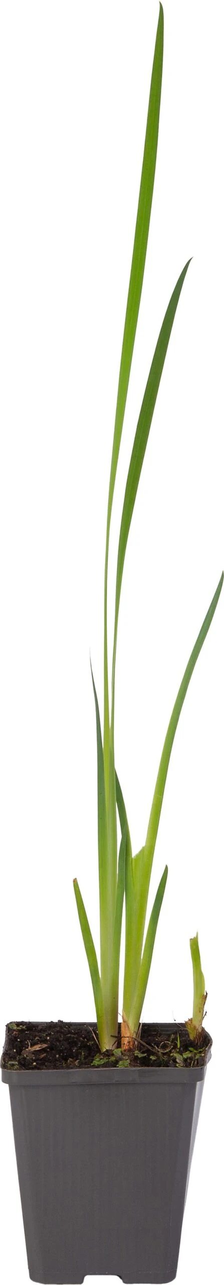 Gele Lis (Iris Pseudacorus) D 9 H 20 Cm 1 Gele Lis (Iris Pseudacorus) D 9 H 20 Cm