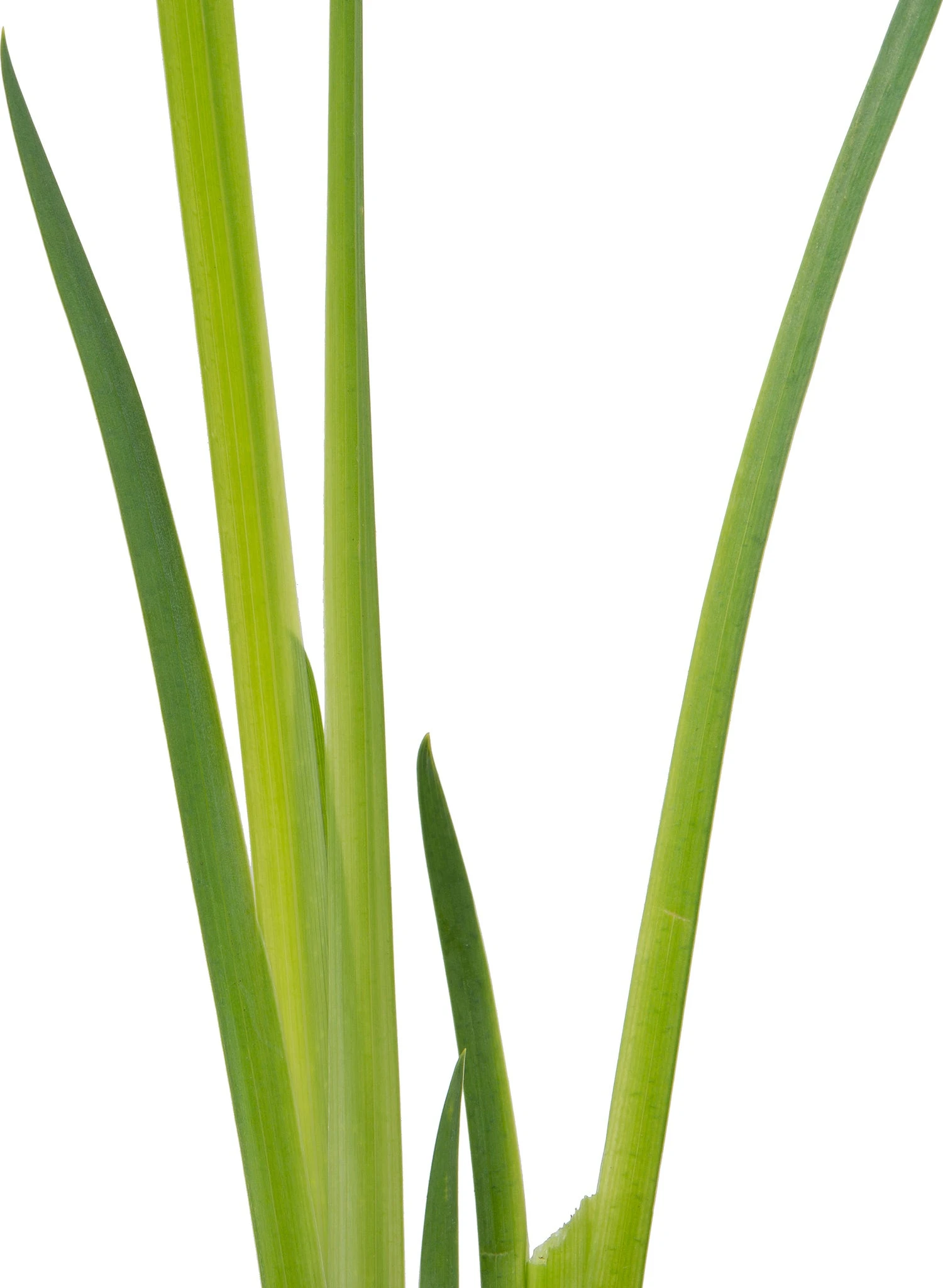 Gele Lis (Iris Pseudacorus) D 9 H 20 Cm 2 Gele Lis (Iris Pseudacorus) D 9 H 20 Cm - Afbeelding 2