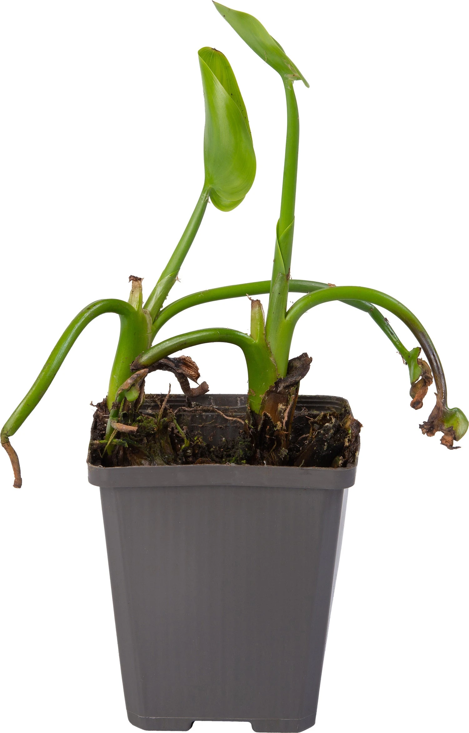 Snoekkruid Blauw (Pontederia Cordata) D 9 H 20 Cm 1 Snoekkruid Blauw (Pontederia Cordata) D 9 H 20 Cm