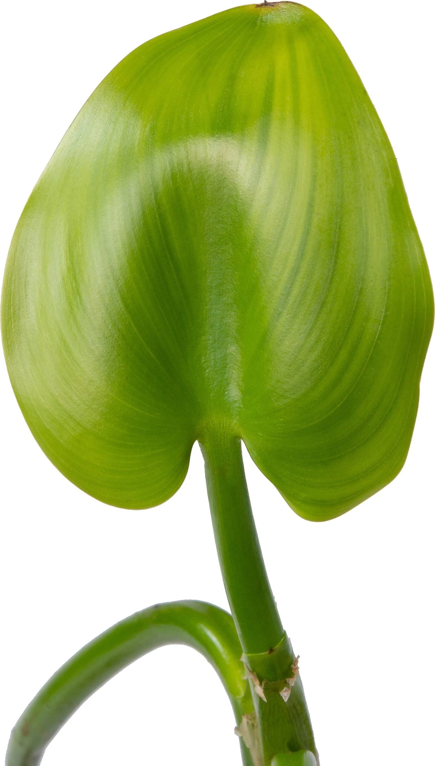 Snoekkruid Blauw (Pontederia Cordata) D 9 H 20 Cm 2 Snoekkruid Blauw (Pontederia Cordata) D 9 H 20 Cm - Afbeelding 2