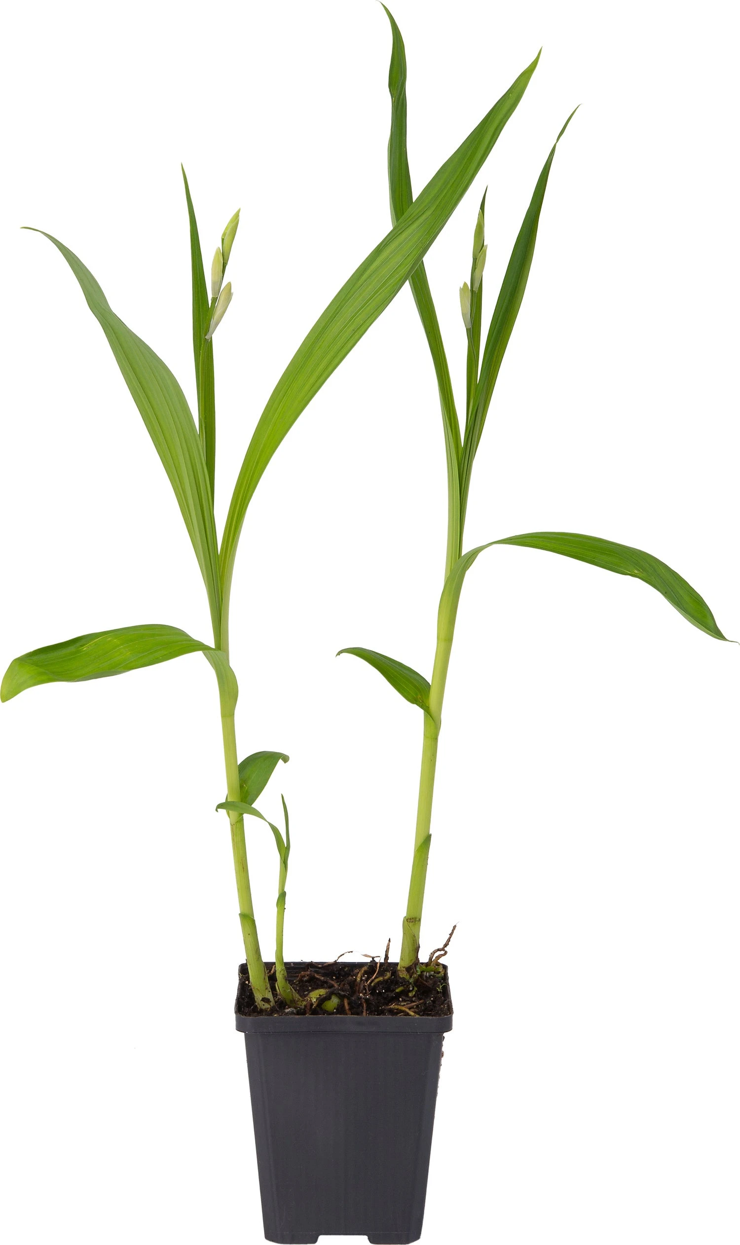 Japanse Orchidee (Bletilla Striata 'Alba') D 9 H 20 Cm 2 Japanse Orchidee (Bletilla Striata 'Alba') D 9 H 20 Cm - Afbeelding 2