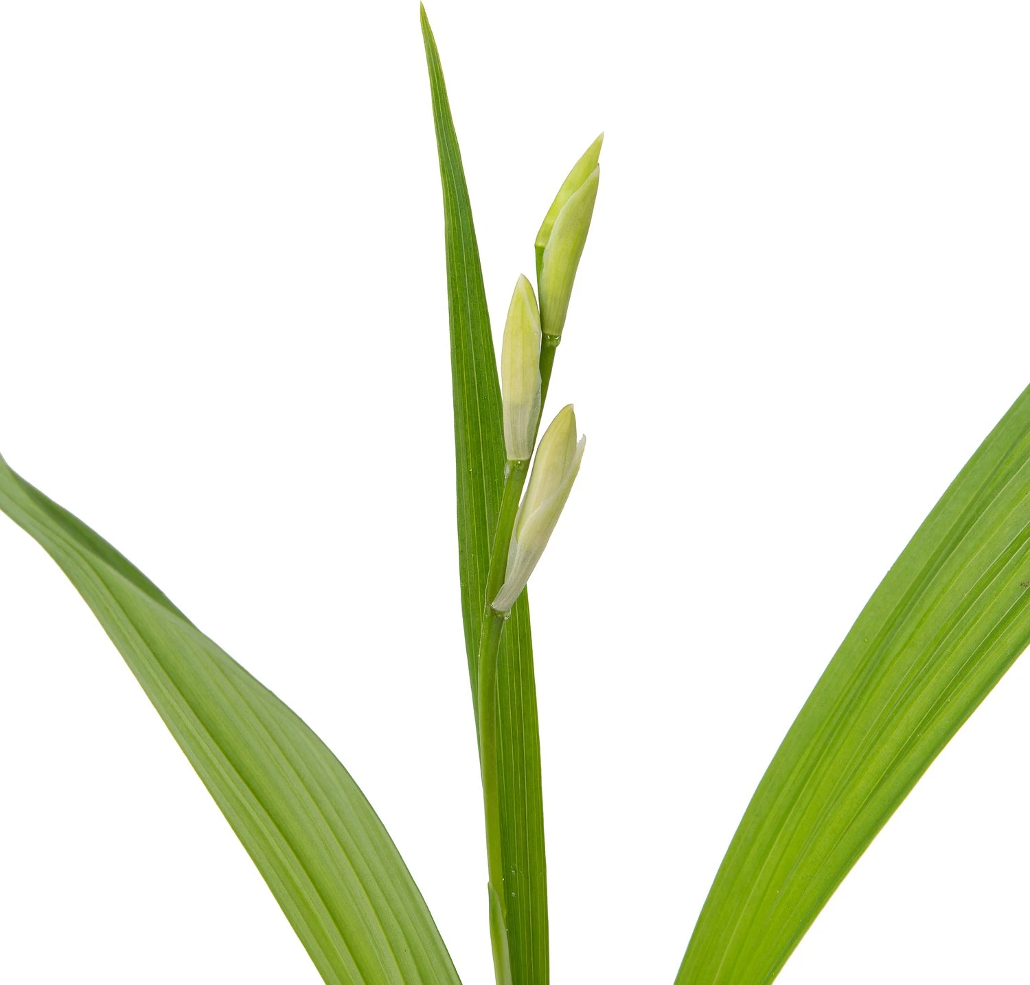 Japanse Orchidee (Bletilla Striata 'Alba') D 9 H 20 Cm 3 Japanse Orchidee (Bletilla Striata 'Alba') D 9 H 20 Cm - Afbeelding 3