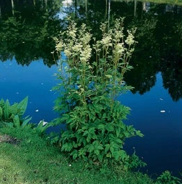 Moerasspirea (Filipendula Ulmaria) D 9 H 20 Cm 1 Moerasspirea (Filipendula Ulmaria) D 9 H 20 Cm