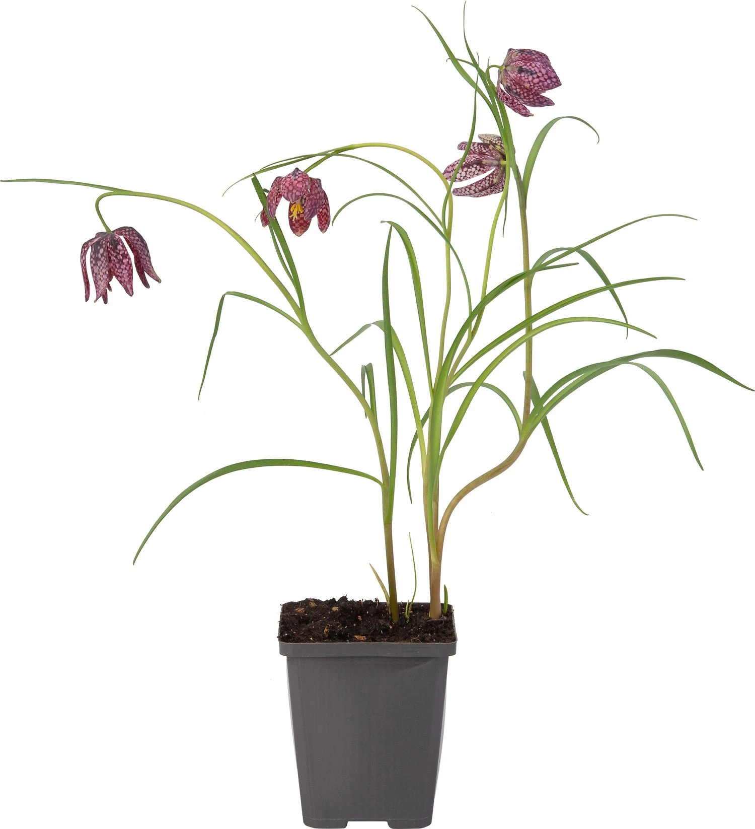 Kievitsbloem (Frittelaria Meleagris) D 9 H 30 Cm 2 Kievitsbloem (Frittelaria Meleagris) D 9 H 30 Cm - Afbeelding 2