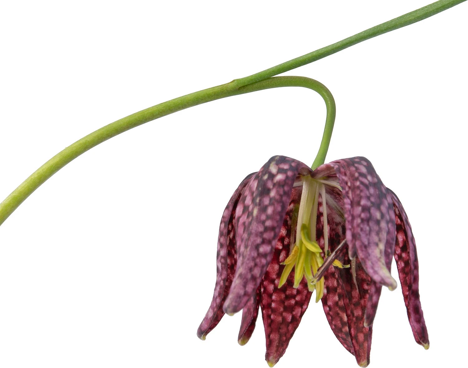 Kievitsbloem (Frittelaria Meleagris) D 9 H 30 Cm 3 Kievitsbloem (Frittelaria Meleagris) D 9 H 30 Cm - Afbeelding 3