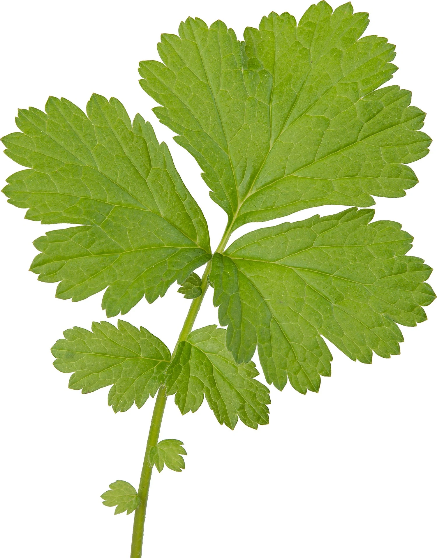 Knikkend Nagelkruid (Geum Rivale) D 9 H 20 Cm 3 Knikkend Nagelkruid (Geum Rivale) D 9 H 20 Cm - Afbeelding 3