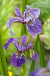 Amerikaanse Iris (Iris Versicolor) D 9 H 20 Cm