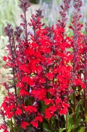 Waterlobelia (Lobelia Cardinalis) D 9 H 20 Cm 1 Waterlobelia (Lobelia Cardinalis) D 9 H 20 Cm