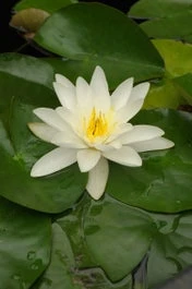 Waterlelie (Nymphaea 'Gladstoniana') D 11 H 30 Cm 1 Waterlelie (Nymphaea 'Gladstoniana') D 11 H 30 Cm