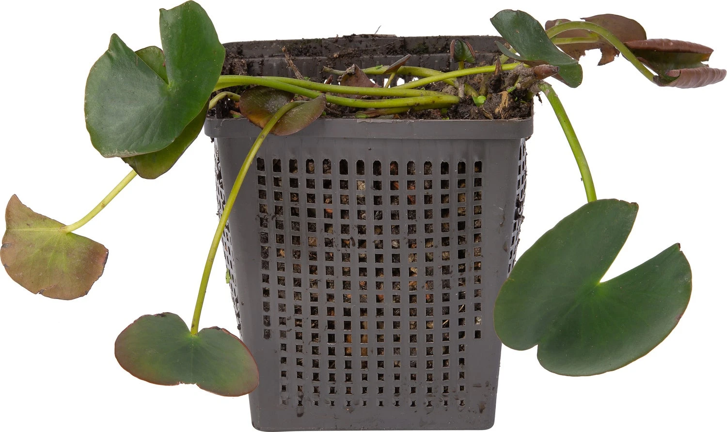 Waterlelie (Nymphaea 'Madame 'Wilfron Gonnère') D 11 H 30 Cm 2 Waterlelie (Nymphaea 'Madame 'Wilfron Gonnère') D 11 H 30 Cm - Afbeelding 2