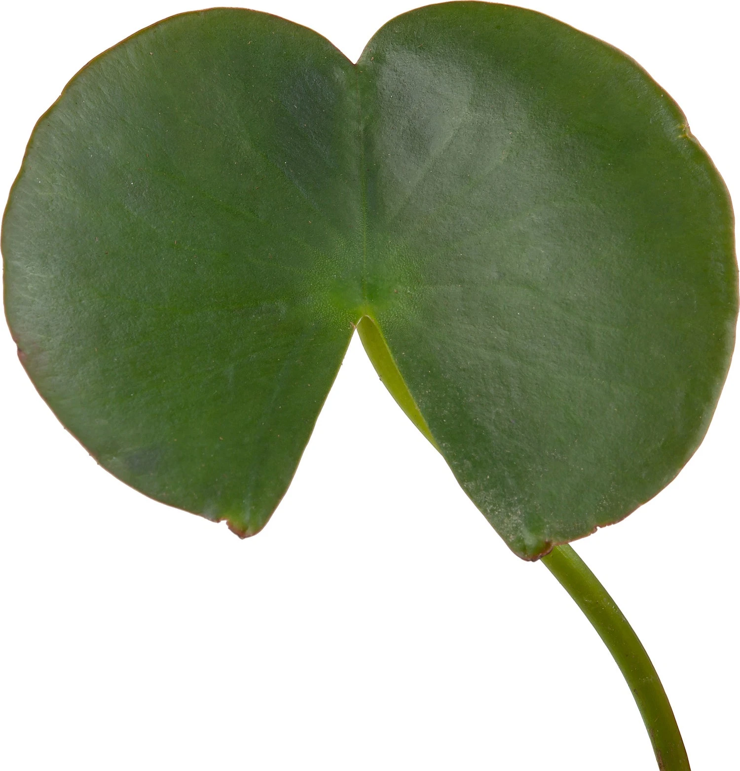 Waterlelie (Nymphaea 'Madame 'Wilfron Gonnère') D 11 H 30 Cm 3 Waterlelie (Nymphaea 'Madame 'Wilfron Gonnère') D 11 H 30 Cm - Afbeelding 3