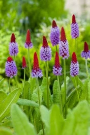 Orchideeënprimula (Primula Vialii) D 9 H 20 Cm 1 Orchideeënprimula (Primula Vialii) D 9 H 20 Cm