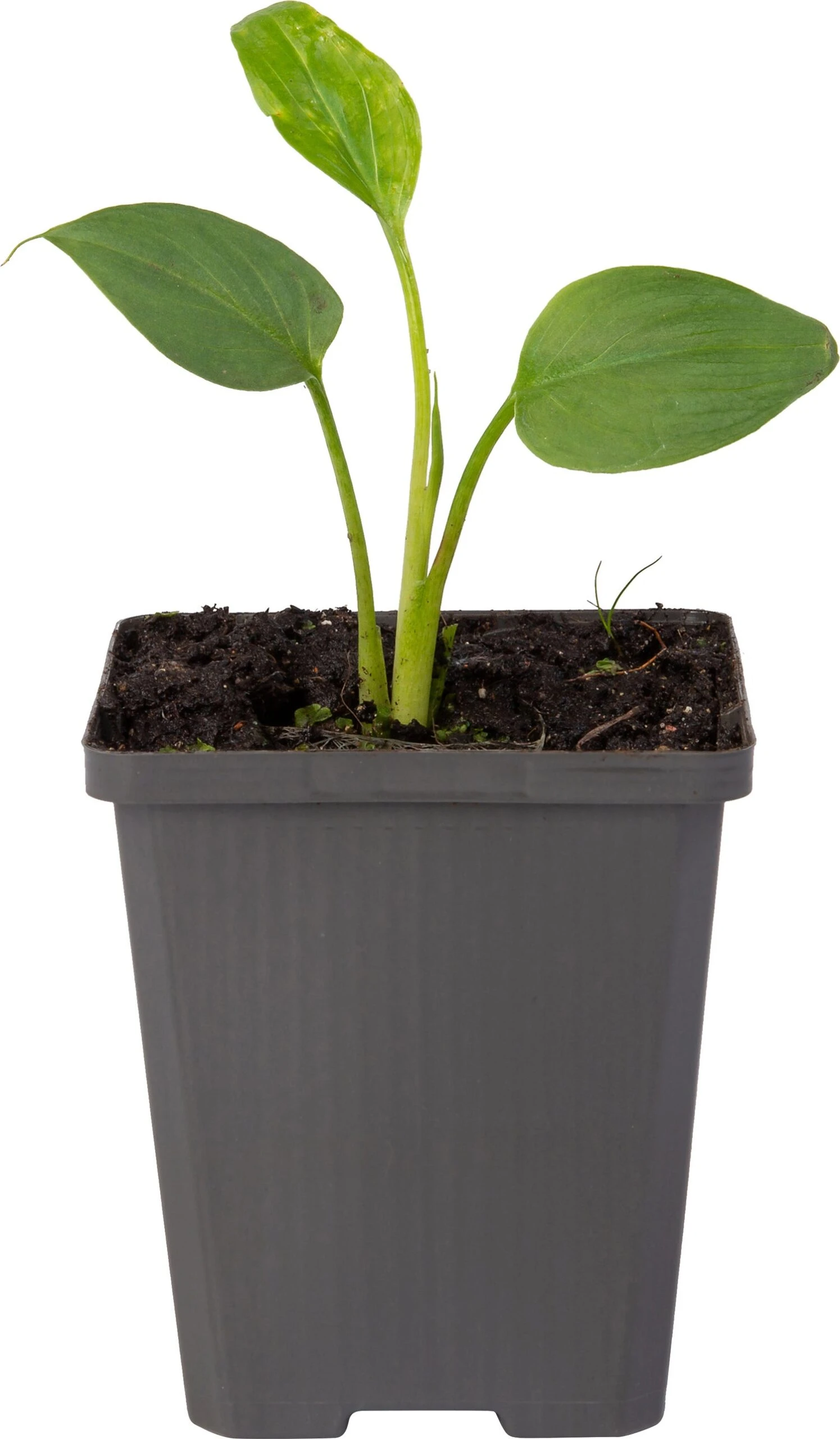 Aronskelk (Zantedeschia Aethiopica) D 9 H 20 Cm 2 Aronskelk (Zantedeschia Aethiopica) D 9 H 20 Cm - Afbeelding 2