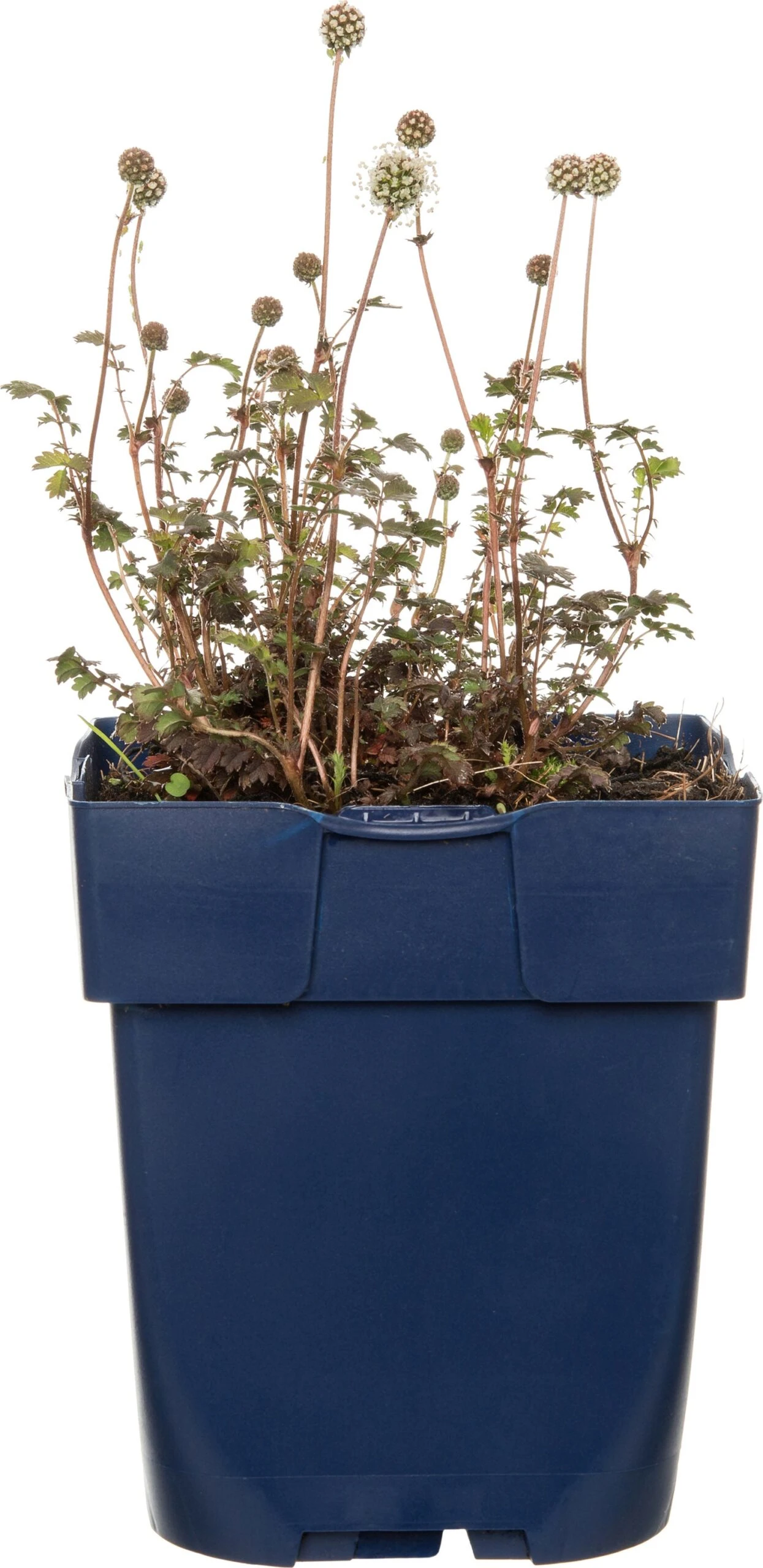 Stekelnootje (Acaena Microphylla 'Kupferteppich') D 11 H 10 Cm 1 Stekelnootje (Acaena Microphylla 'Kupferteppich') D 11 H 10 Cm