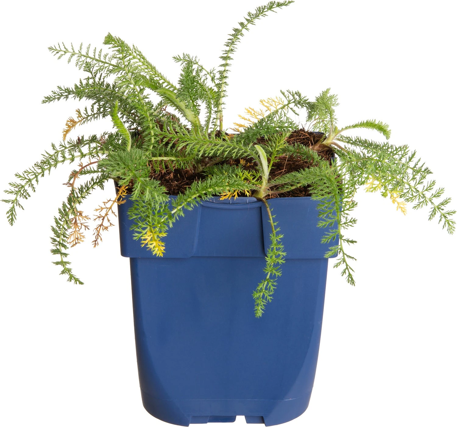 Duizendblad (Achillea Millefolium 'Lachsschönheit') D 11 H 15 Cm 1 Duizendblad (Achillea Millefolium 'Lachsschönheit') D 11 H 15 Cm