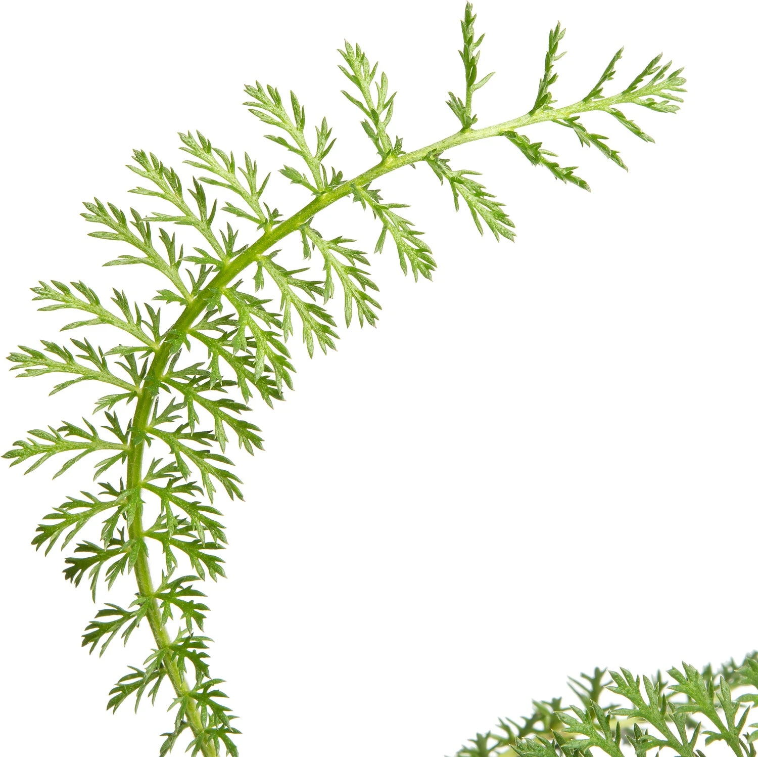 Duizendblad (Achillea Millefolium 'Lachsschönheit') D 11 H 15 Cm 2 Duizendblad (Achillea Millefolium 'Lachsschönheit') D 11 H 15 Cm - Afbeelding 2