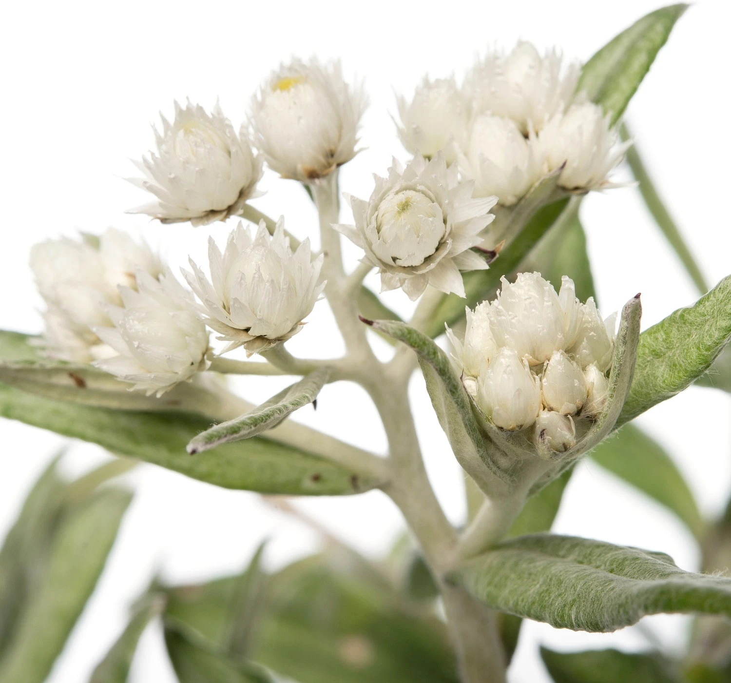 Siberisch Edelweiss (Anaphalis Triplinervis) D 11 H 10 Cm 2 Siberisch Edelweiss (Anaphalis Triplinervis) D 11 H 10 Cm - Afbeelding 2
