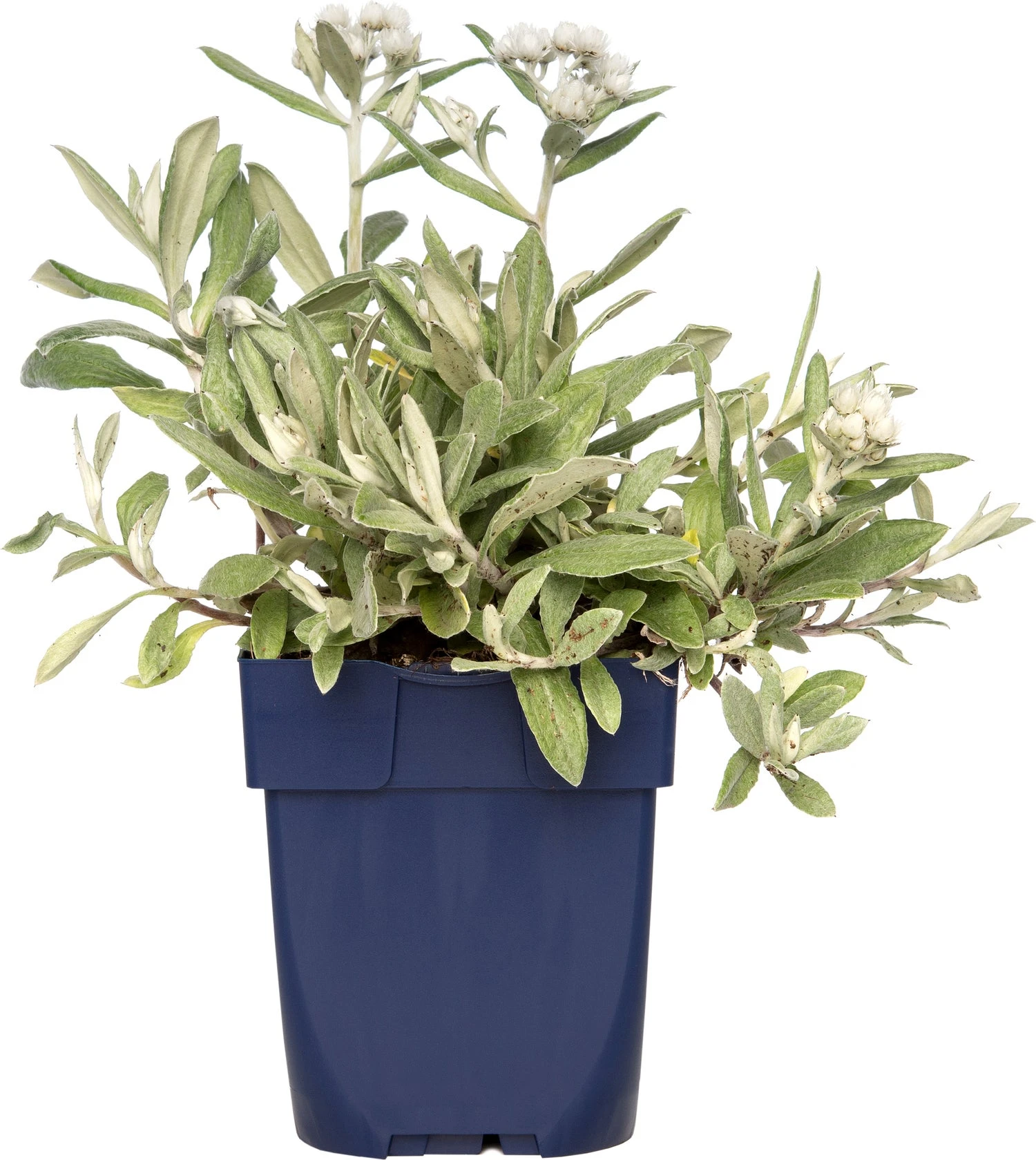 Siberisch Edelweiss (Anaphalis Triplinervis) D 11 H 10 Cm 1 Siberisch Edelweiss (Anaphalis Triplinervis) D 11 H 10 Cm