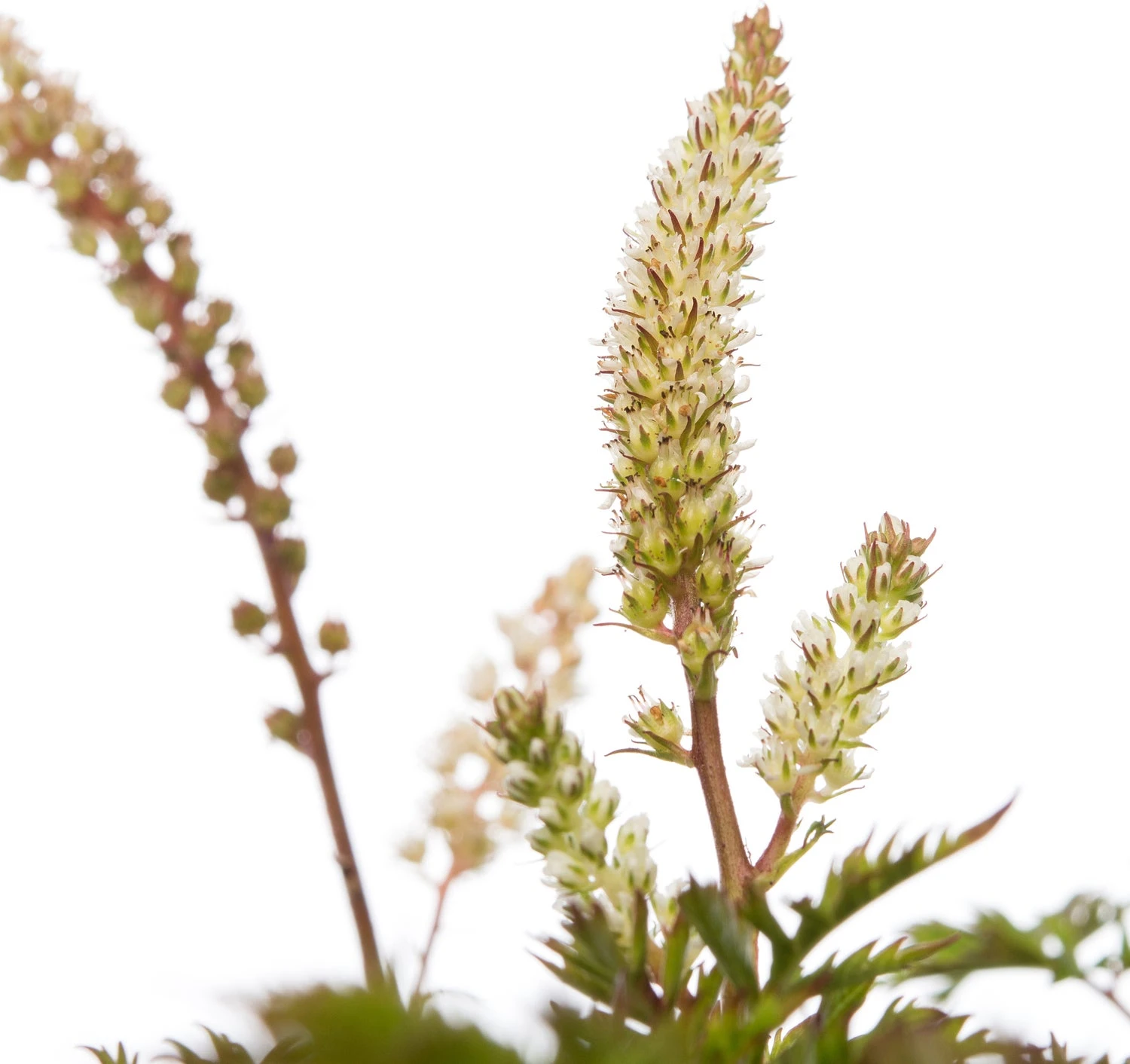 Geitenbaard (Aruncus Aethusifolius) D 11 H 10 Cm 2 Geitenbaard (Aruncus Aethusifolius) D 11 H 10 Cm - Afbeelding 2