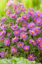 Aster (Aster Divaricatus 'Alice Haslam') D 11 H 40 Cm