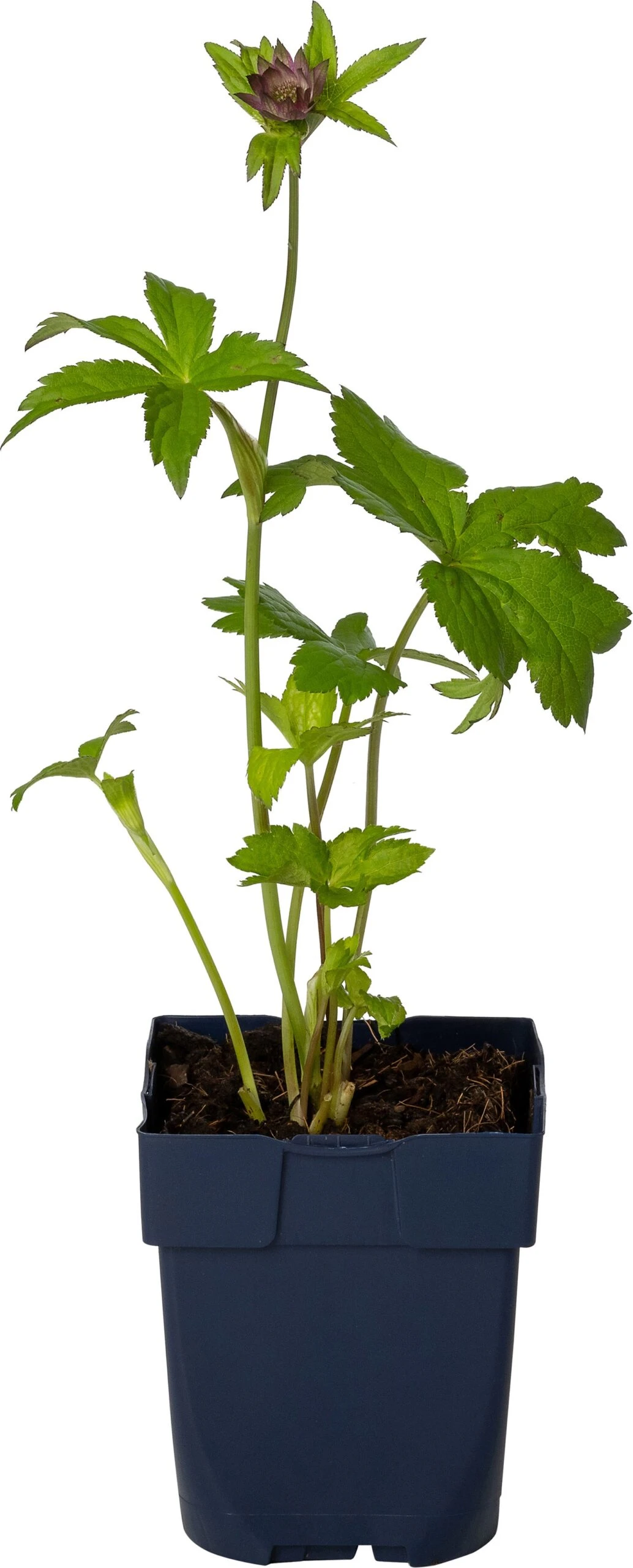 Zeeuws Knoopje (Astrantia Major 'Primadonna') D 11 H 60 Cm 1 Zeeuws Knoopje (Astrantia Major 'Primadonna') D 11 H 60 Cm