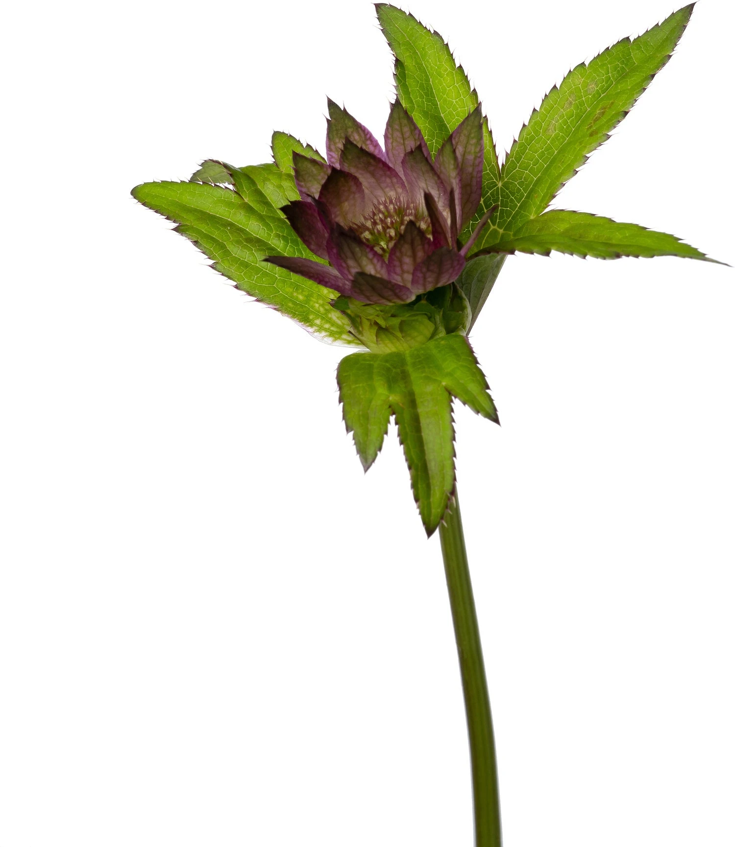 Zeeuws Knoopje (Astrantia Major 'Primadonna') D 11 H 60 Cm 2 Zeeuws Knoopje (Astrantia Major 'Primadonna') D 11 H 60 Cm - Afbeelding 2