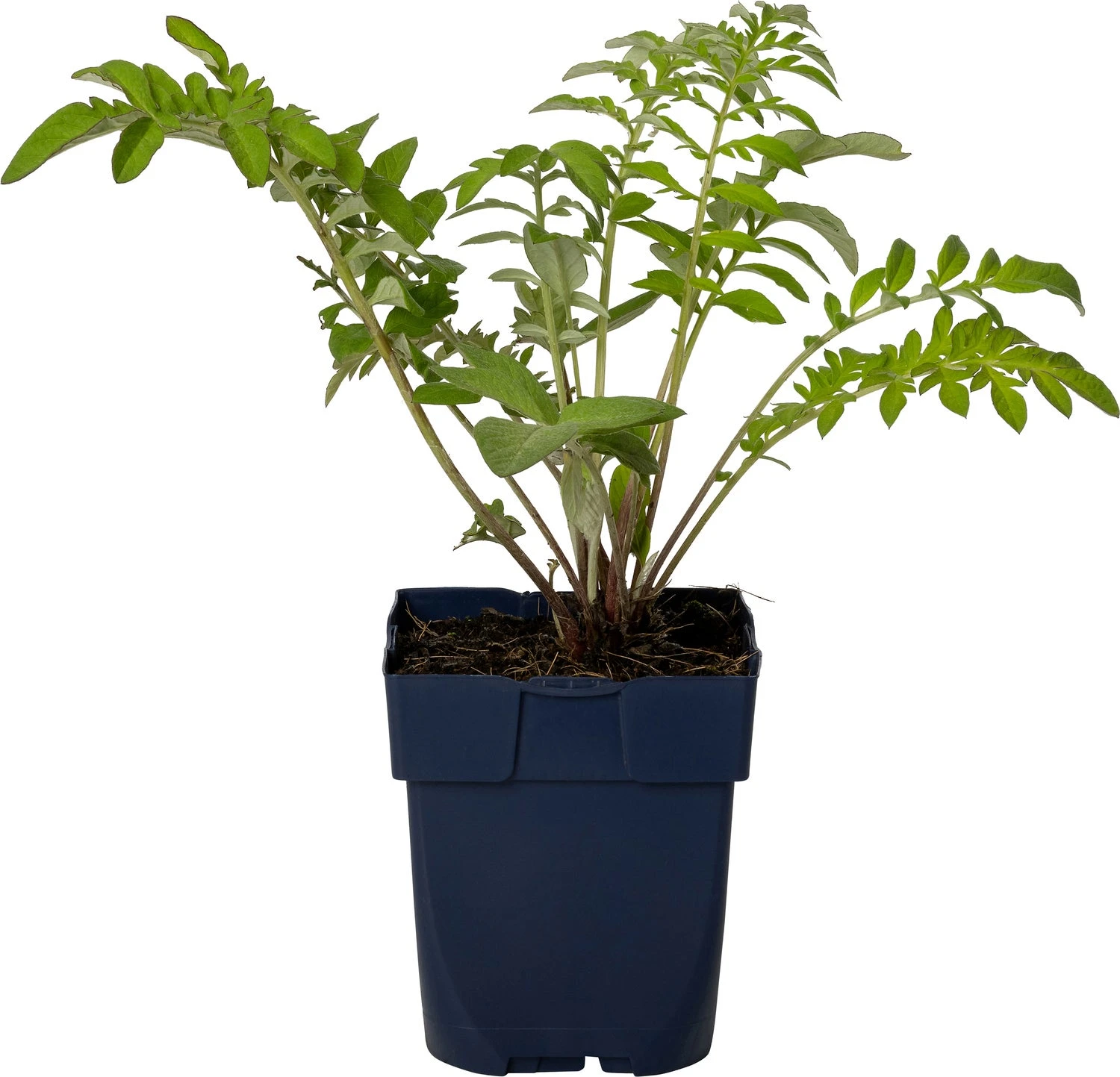 Korenbloem (Centaurea Dealbata) D 11 H 10 Cm 1 Korenbloem (Centaurea Dealbata) D 11 H 10 Cm