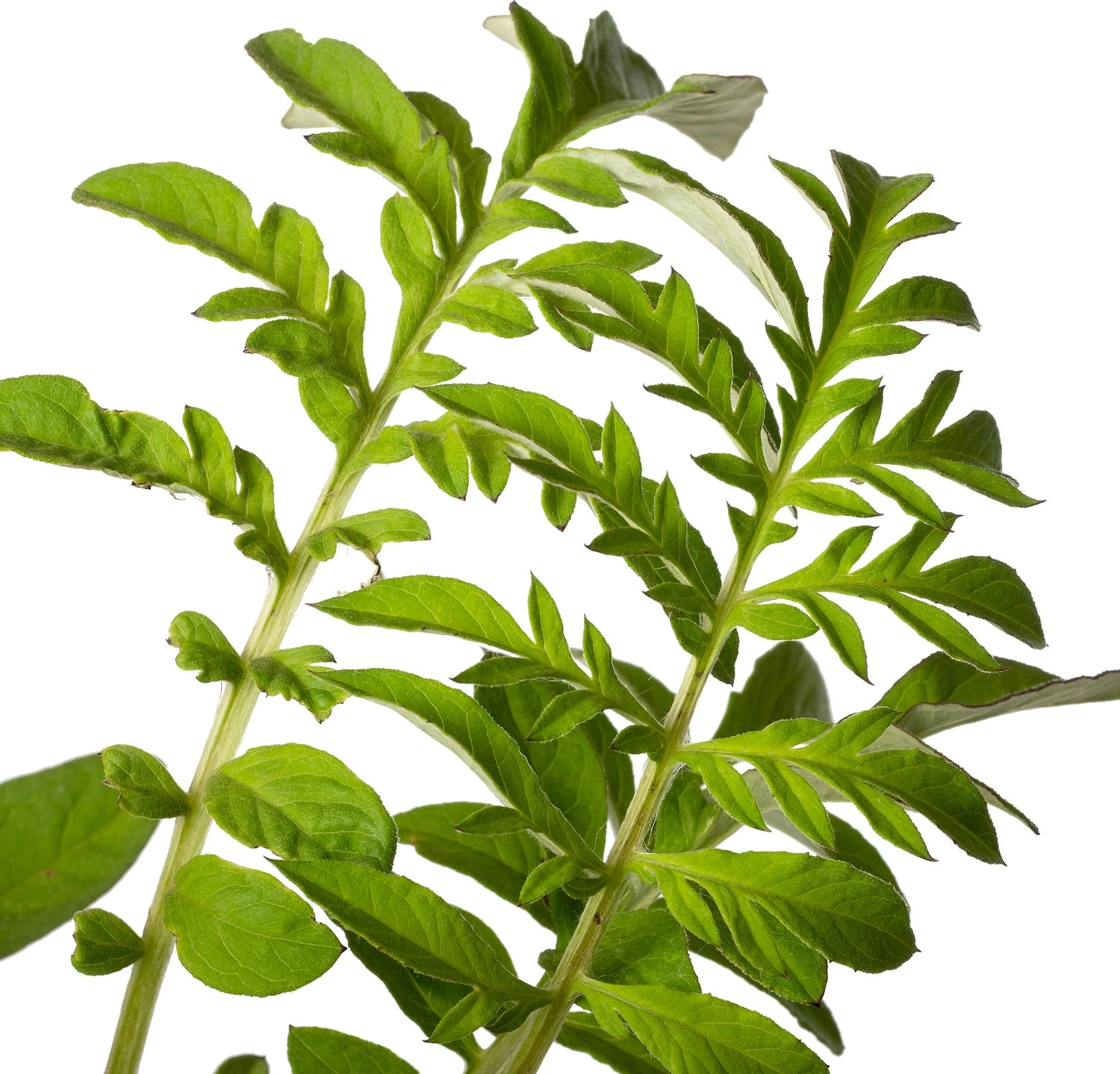 Korenbloem (Centaurea Dealbata) D 11 H 10 Cm 2 Korenbloem (Centaurea Dealbata) D 11 H 10 Cm - Afbeelding 2