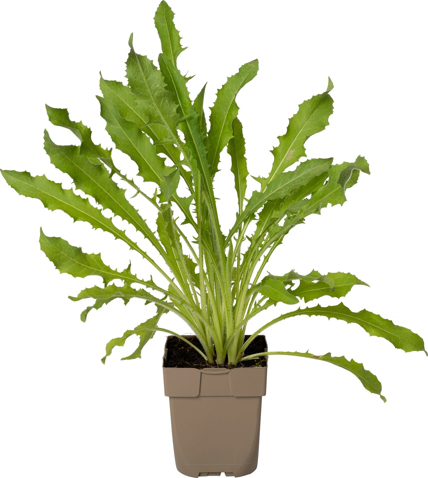 Wilde Cichorei (Cichorium Intybus) D 11 H 15 Cm 1 Wilde Cichorei (Cichorium Intybus) D 11 H 15 Cm