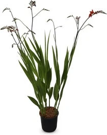 Montbretia (Crocosmia 'Red King') D 11 H 15 Cm