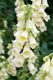 Vingerhoedskruid (Digitalis Grandiflora) D 11 H 80 Cm 1 Vingerhoedskruid (Digitalis Grandiflora) D 11 H 80 Cm