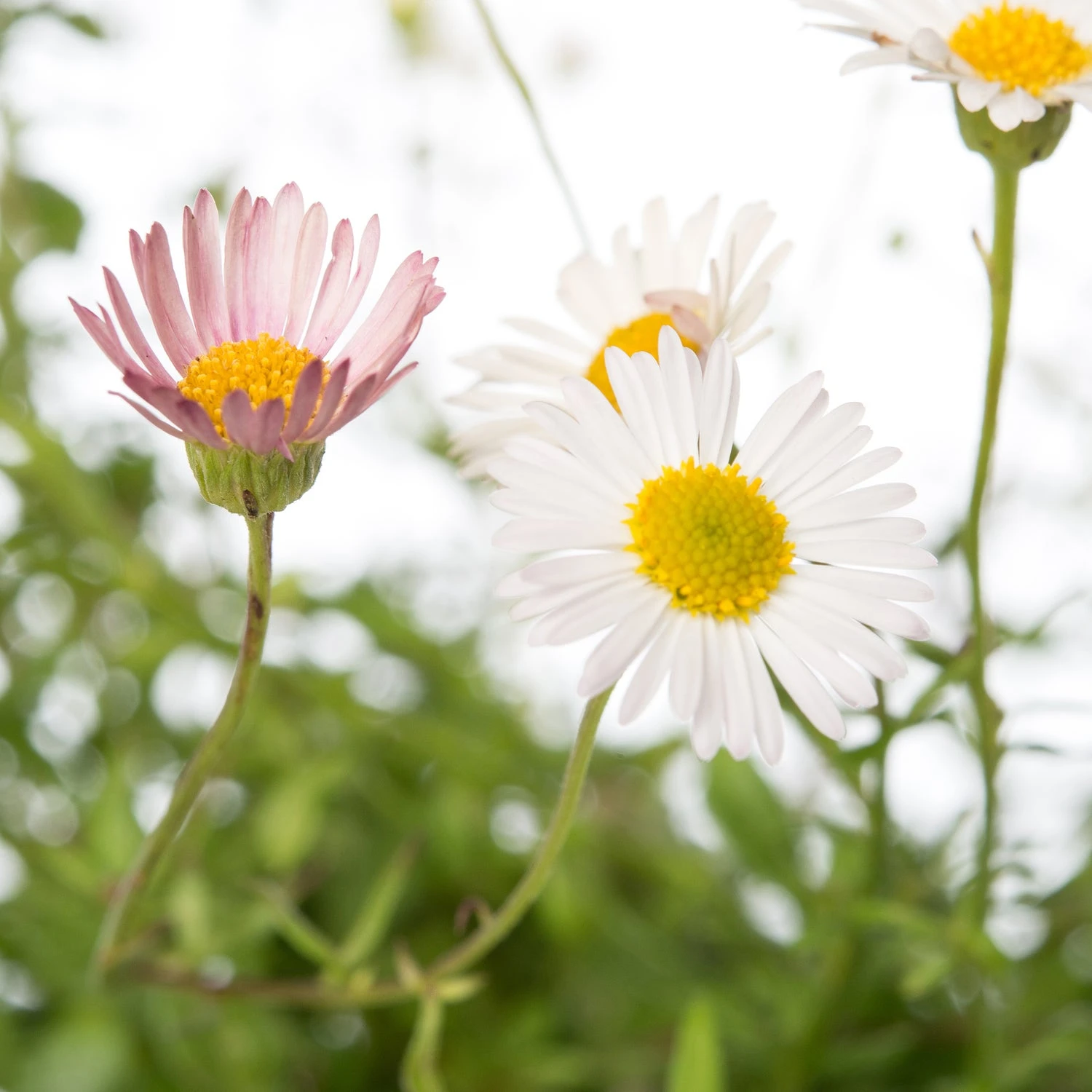 Fijnstraal (Erigeron Karvinskianus) D 11 H 10 Cm 2 Fijnstraal (Erigeron Karvinskianus) D 11 H 10 Cm - Afbeelding 2
