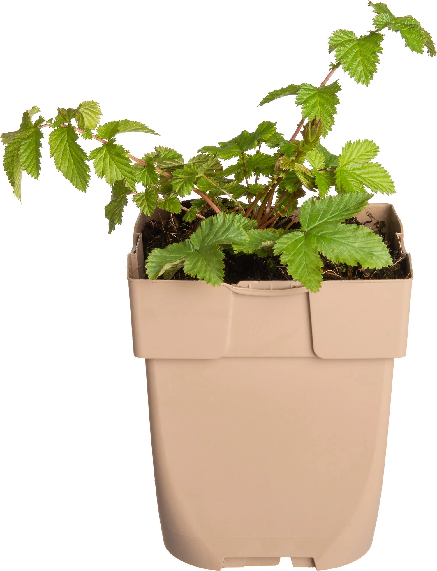 Moerasspirea (Filipendula Ulmaria) D 11 H 10 Cm 1 Moerasspirea (Filipendula Ulmaria) D 11 H 10 Cm