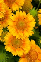 Kokardebloem (Gaillardia Peach') D 11 H 40 Cm 1 Kokardebloem (Gaillardia Peach') D 11 H 40 Cm