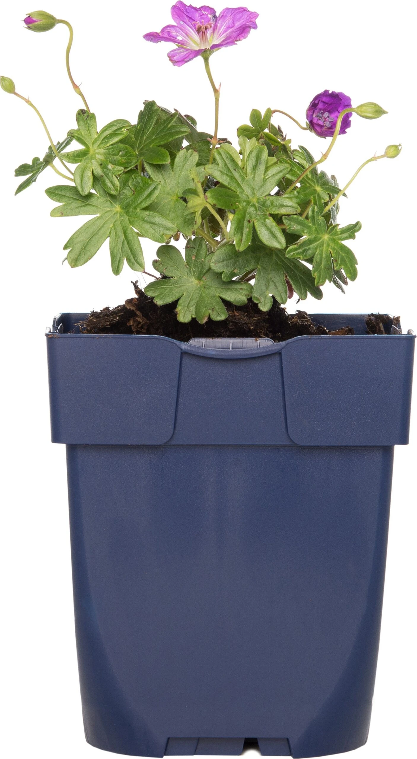 Ooievaarsbek (Geranium Sanguineum 'Max Frei') D 11 H 10 Cm 1 Ooievaarsbek (Geranium Sanguineum 'Max Frei') D 11 H 10 Cm