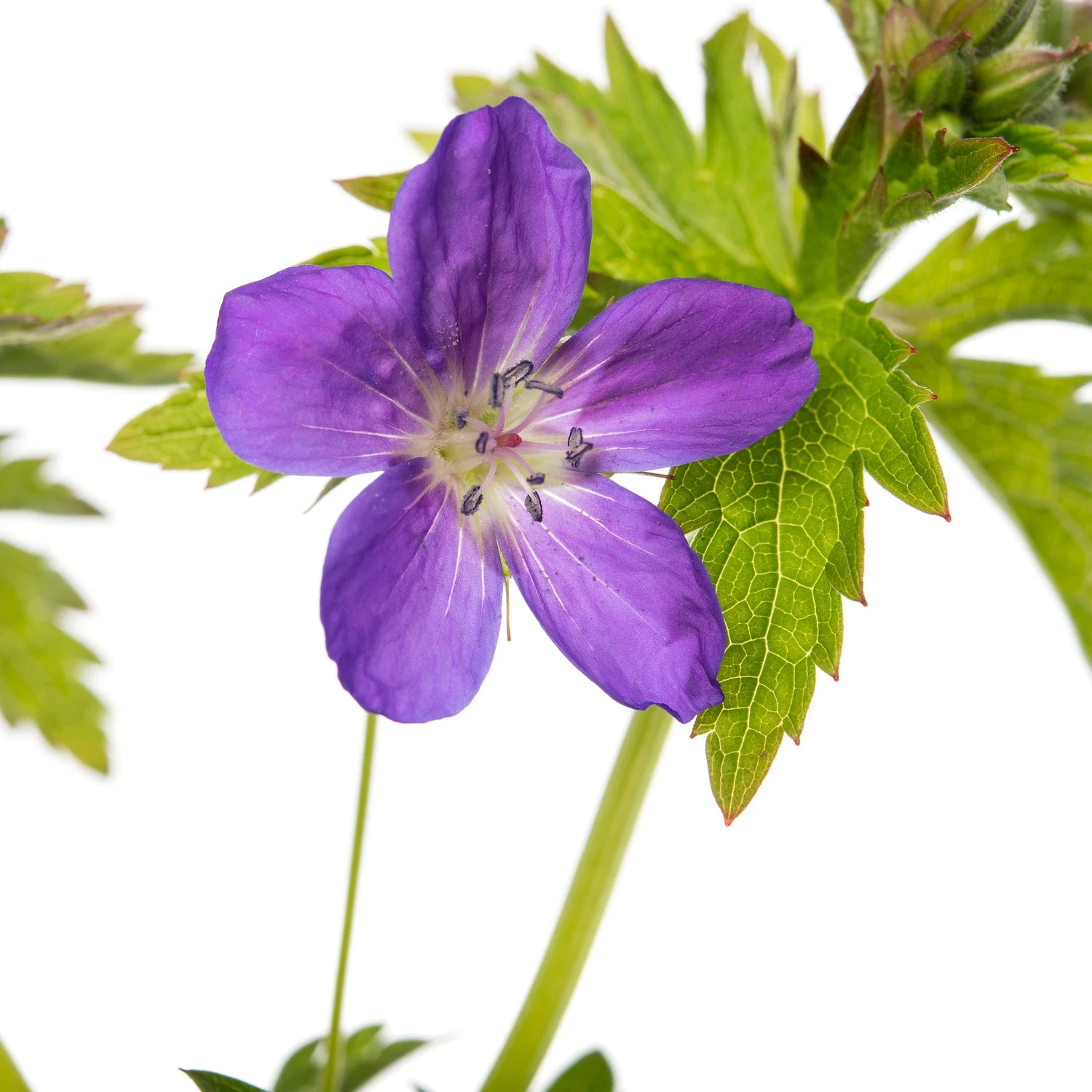 Ooievaarsbek (Geranium Sylvaticum 'Mayflower') D 11 H 10 Cm 2 Ooievaarsbek (Geranium Sylvaticum 'Mayflower') D 11 H 10 Cm - Afbeelding 2