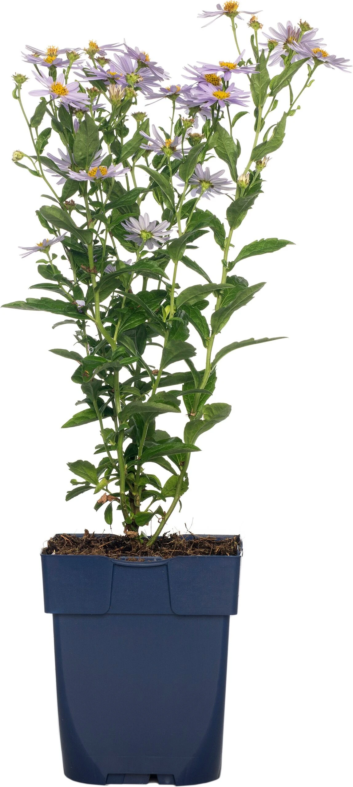 Zomeraster (Kalimeris Incisa) D 11 H 50 Cm 1 Zomeraster (Kalimeris Incisa) D 11 H 50 Cm