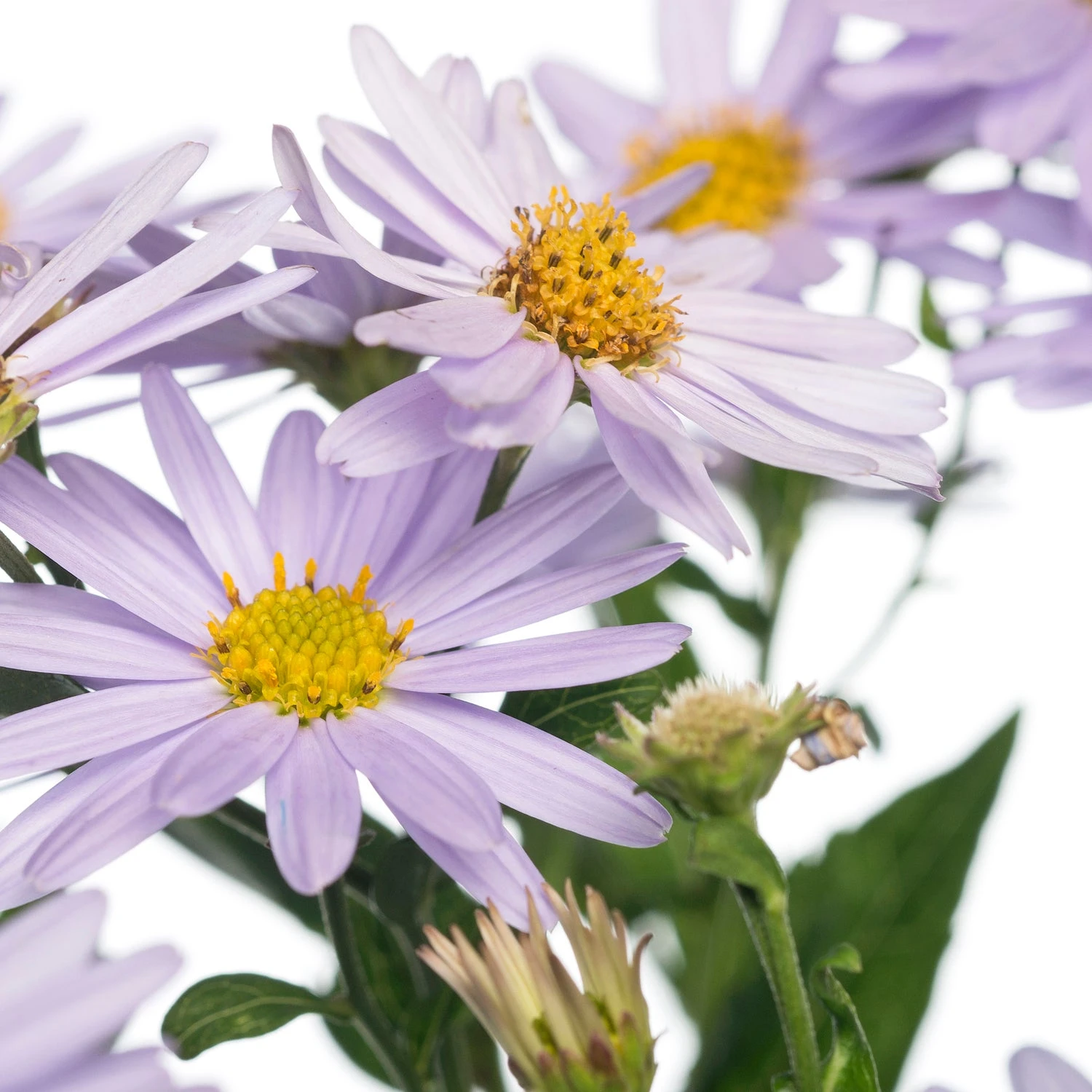 Zomeraster (Kalimeris Incisa) D 11 H 50 Cm 2 Zomeraster (Kalimeris Incisa) D 11 H 50 Cm - Afbeelding 2