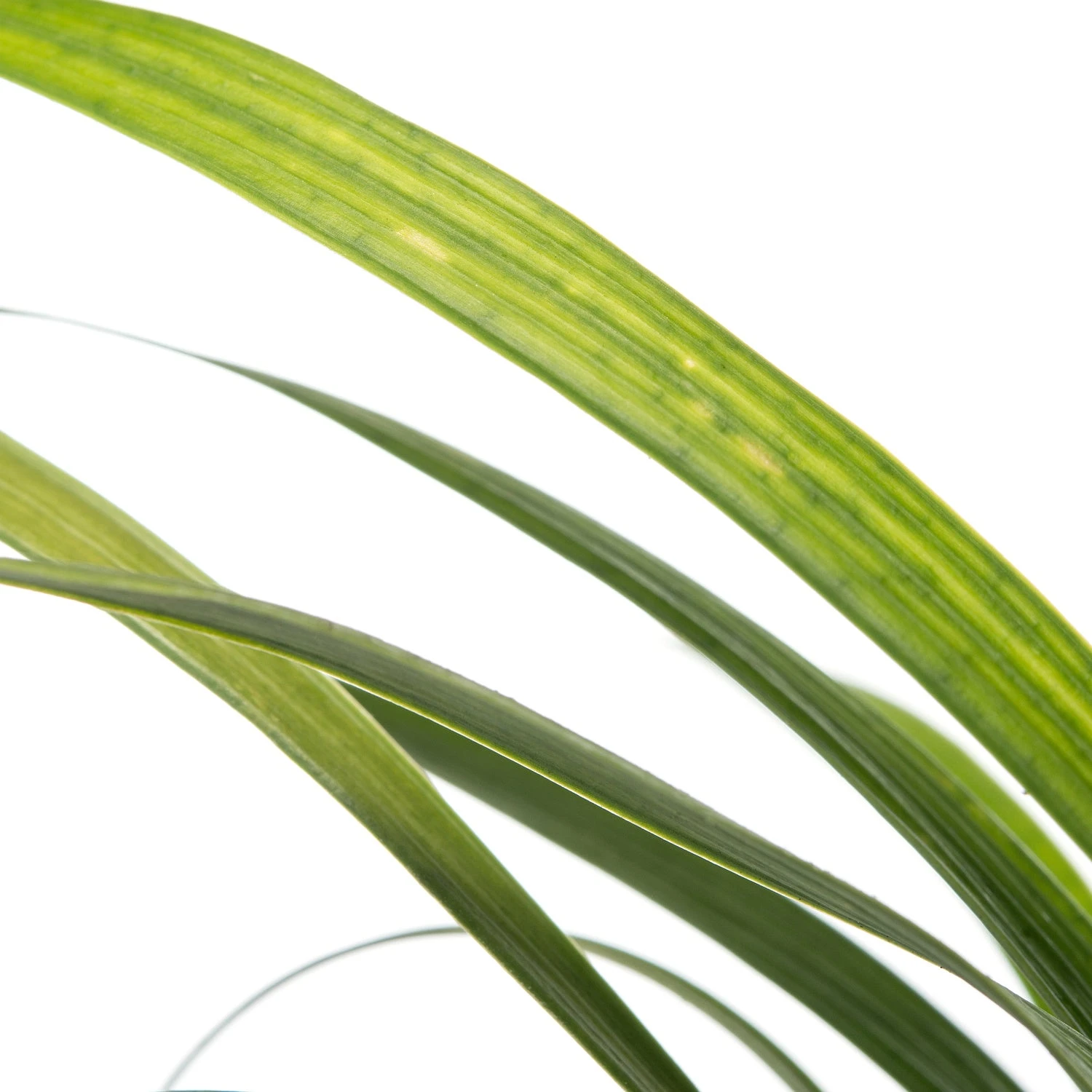 Leliegras (Liriope Muscari 'Ingwersen') D 11 H 10 Cm 2 Leliegras (Liriope Muscari 'Ingwersen') D 11 H 10 Cm - Afbeelding 2