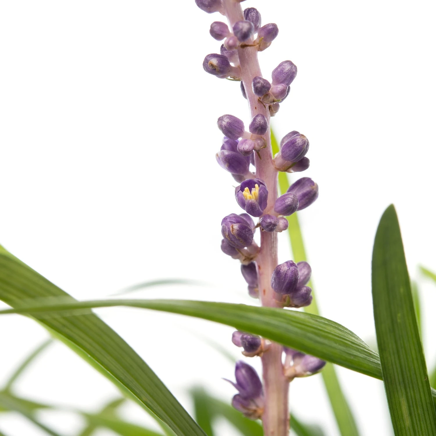 Leliegras (Liriope Muscari 'Ingwersen') D 11 H 10 Cm 3 Leliegras (Liriope Muscari 'Ingwersen') D 11 H 10 Cm - Afbeelding 3