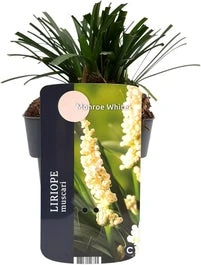 Leliegras (Liriope Muscari 'Monroe White') D 17 H 30 Cm 1 Leliegras (Liriope Muscari 'Monroe White') D 17 H 30 Cm