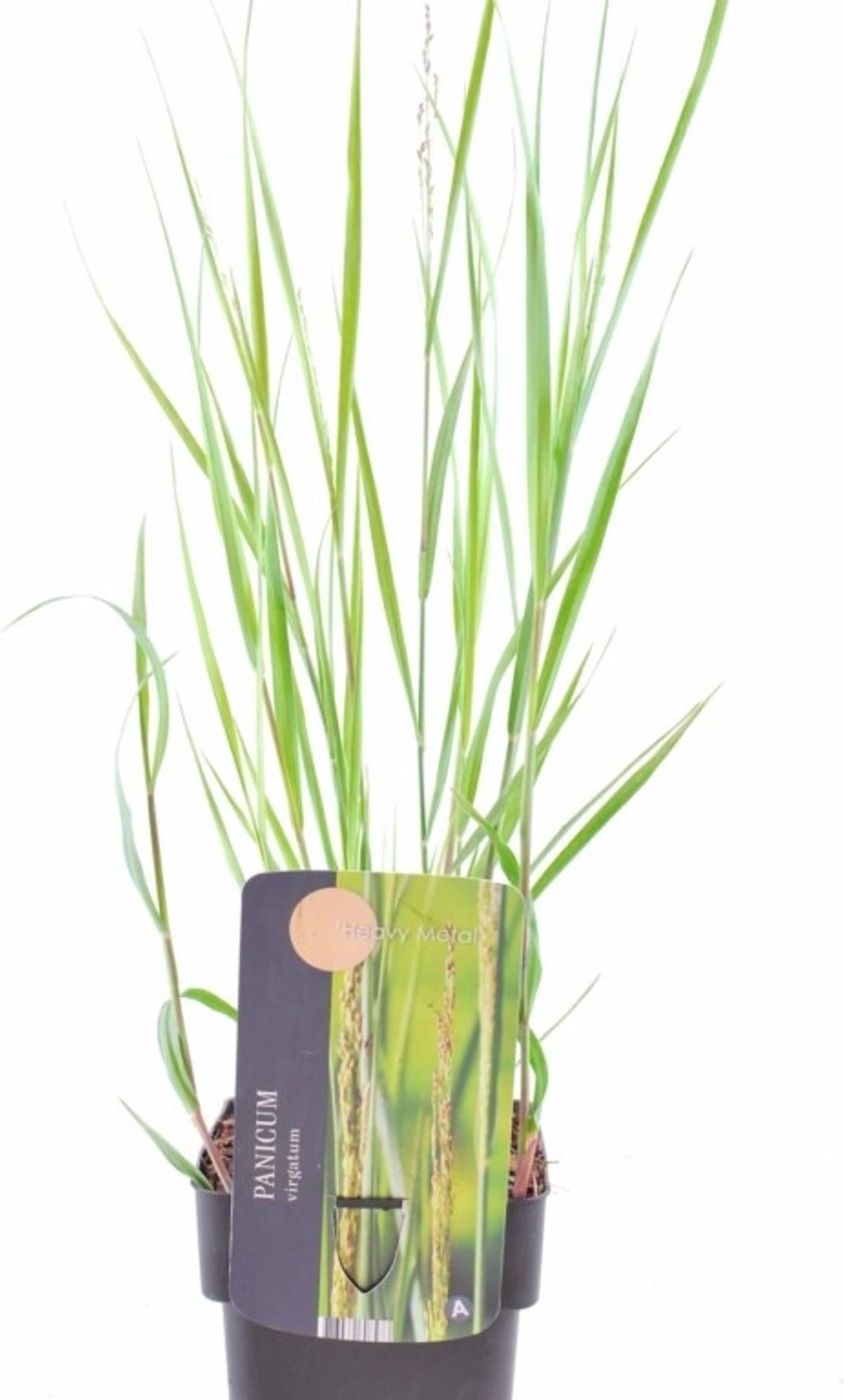 Vingergras (Panicum Virgatum 'Heavy Metal') D 17 H 10 Cm 2 Vingergras (Panicum Virgatum 'Heavy Metal') D 17 H 10 Cm - Afbeelding 2