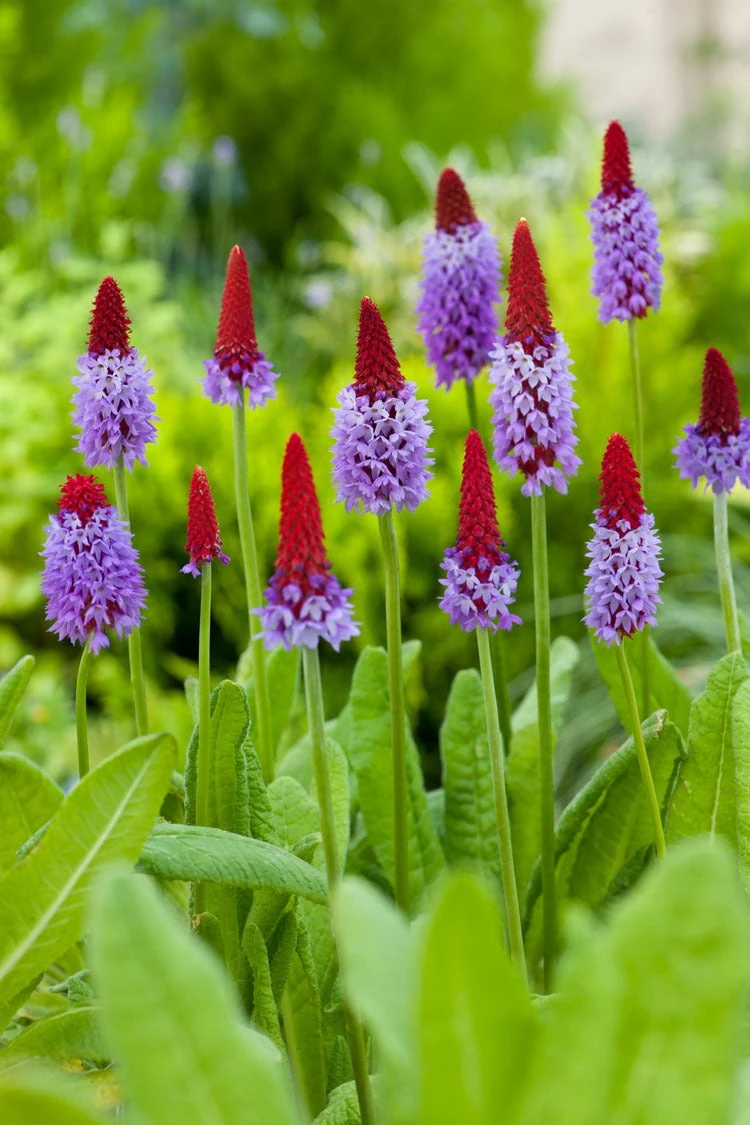 Orchideeënprimula (Primula Vialii) D 11 H 10 Cm 3 Orchideeënprimula (Primula Vialii) D 11 H 10 Cm - Afbeelding 3