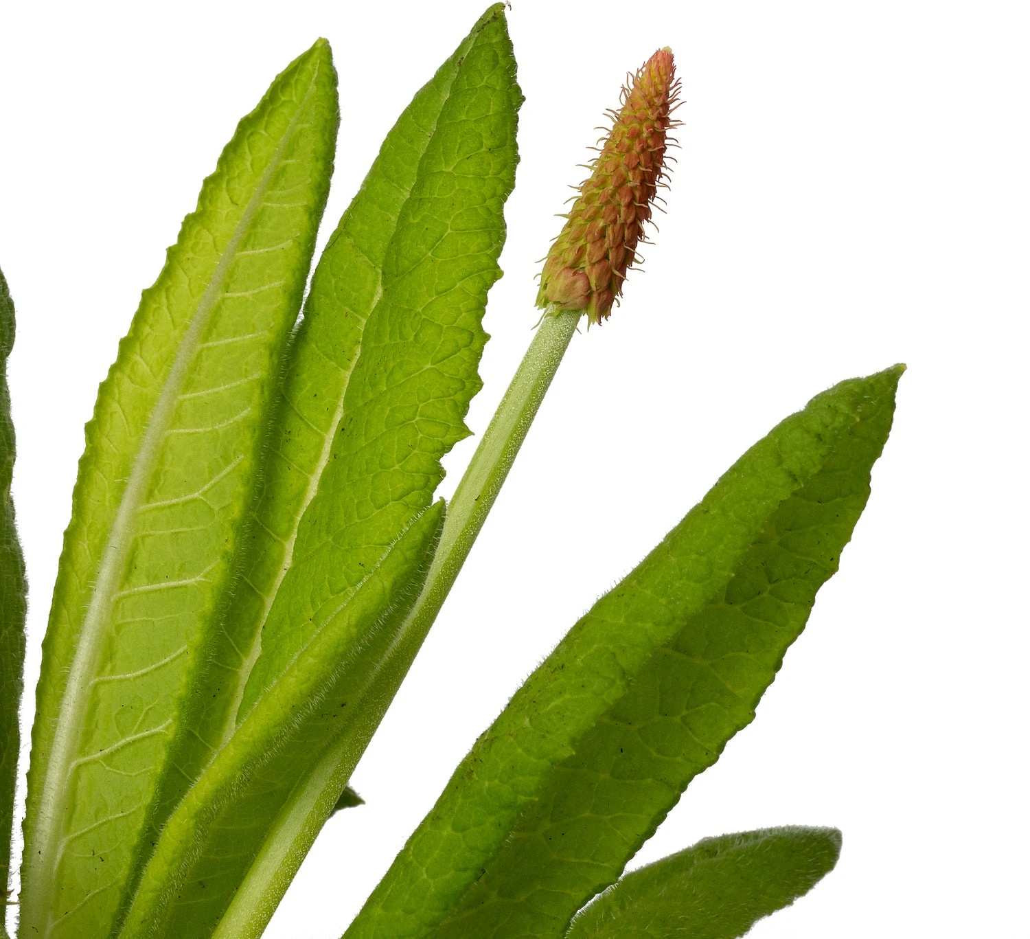 Orchideeënprimula (Primula Vialii) D 11 H 10 Cm 2 Orchideeënprimula (Primula Vialii) D 11 H 10 Cm - Afbeelding 2