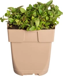 Bijenkorfje (Prunella Vulgaris) D 11 H 10 Cm