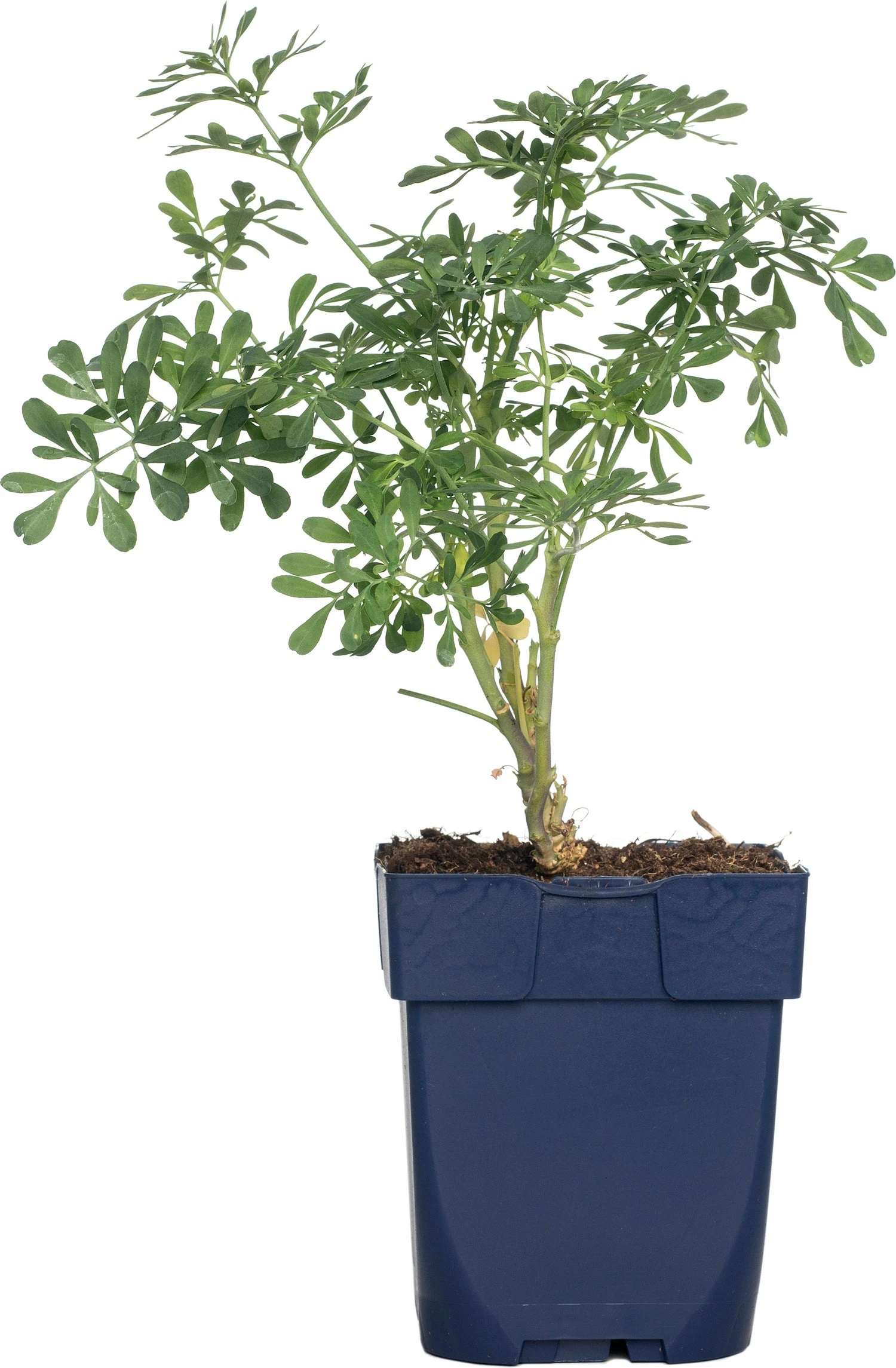 Wijnruit (Ruta Graveolens) D 11 H 60 Cm 1 Wijnruit (Ruta Graveolens) D 11 H 60 Cm