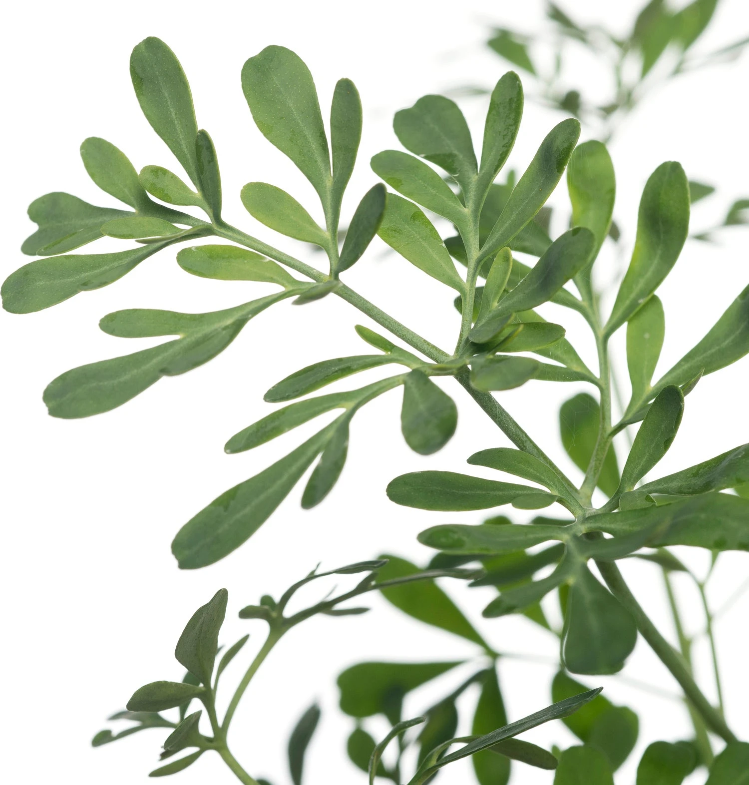 Wijnruit (Ruta Graveolens) D 11 H 60 Cm 2 Wijnruit (Ruta Graveolens) D 11 H 60 Cm - Afbeelding 2