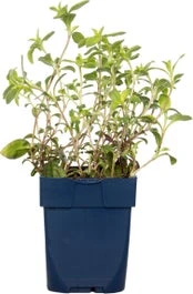 Zeepkruid (Saponaria Officinalis) D 11 H 15 Cm 1 Zeepkruid (Saponaria Officinalis) D 11 H 15 Cm